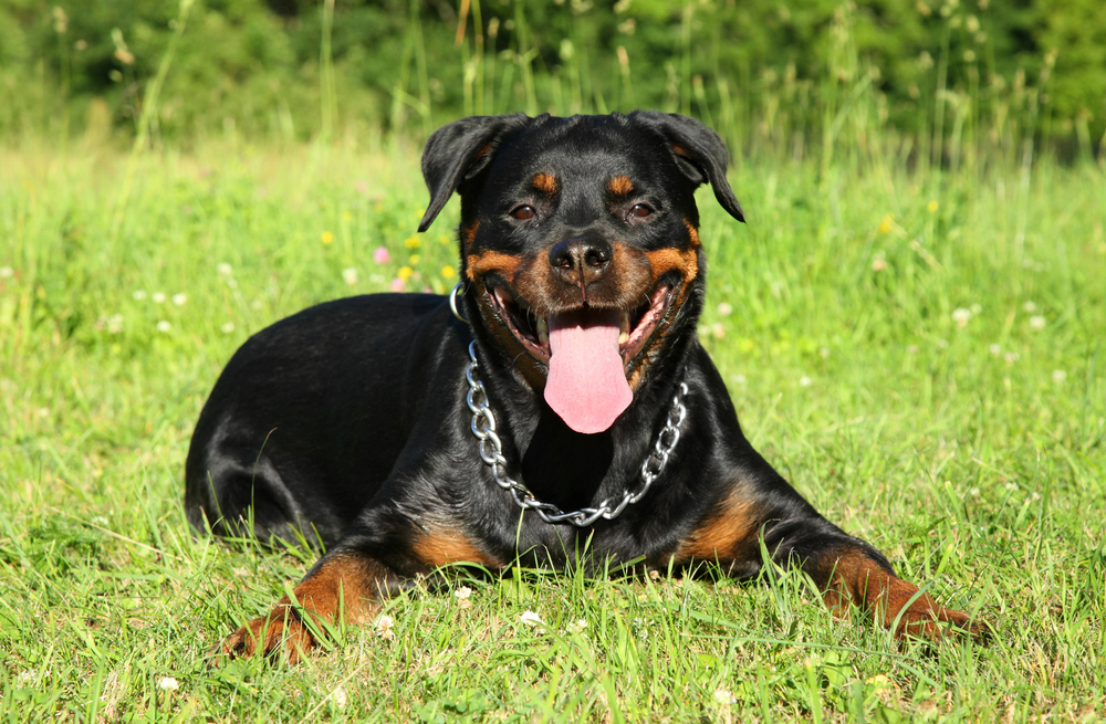 The 7 Bravest Dog Breeds: Heroism on Four Paws