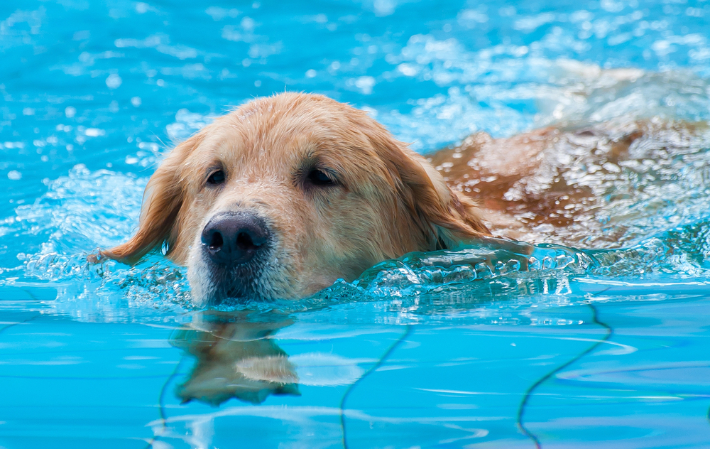 13 Dog Breeds That Can’t Stay Out of the Water