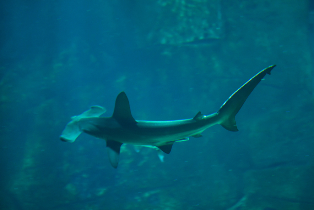 Depositphotos