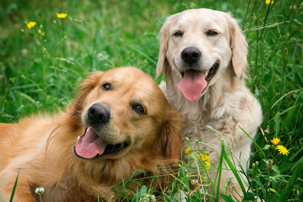 7 Animals with Their Own Holidays or Festivals