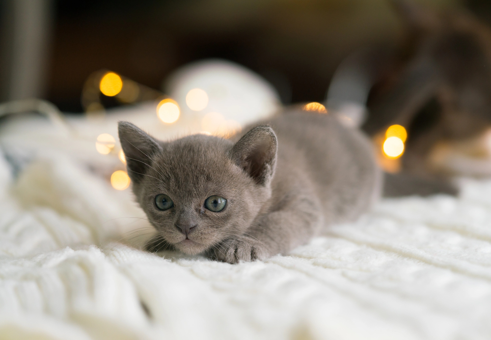 The 21 Cutest Kitten Breeds – Ranked from Adorable to Absolutely Irresistible