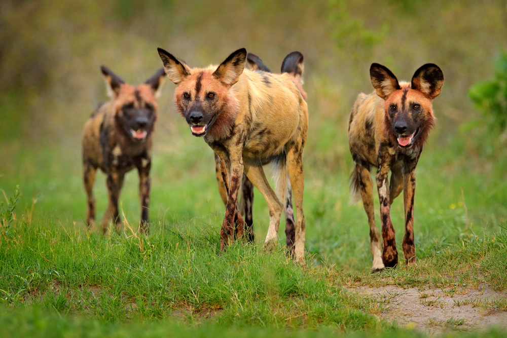 Top 15: The Wildest Dogs in Nature – From Dingo to Wolf