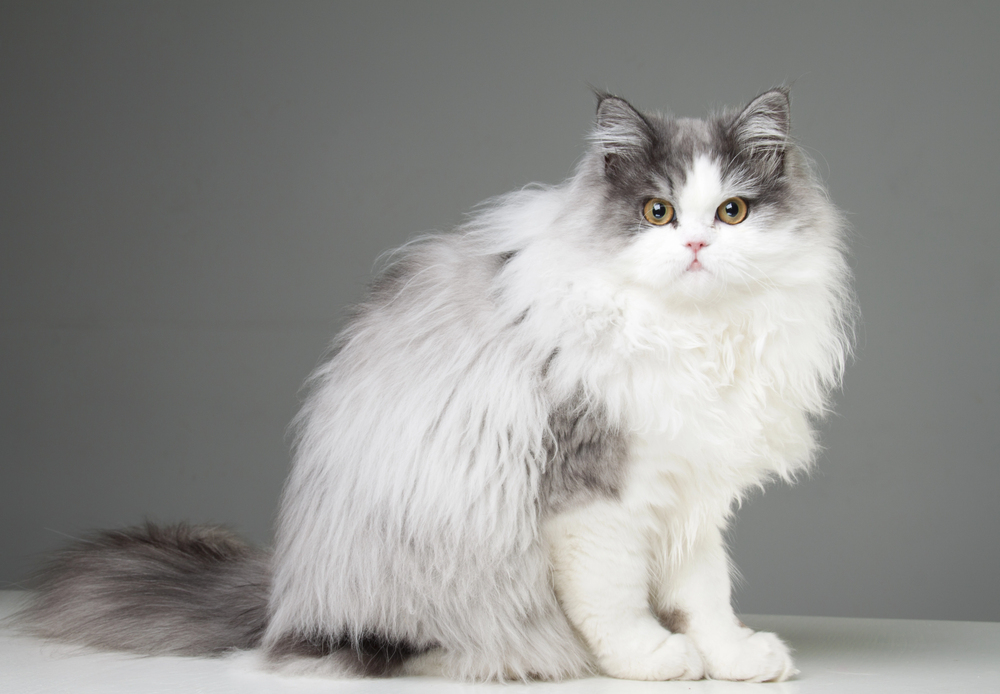 7 Things You Didn’t Know About Persian Cats