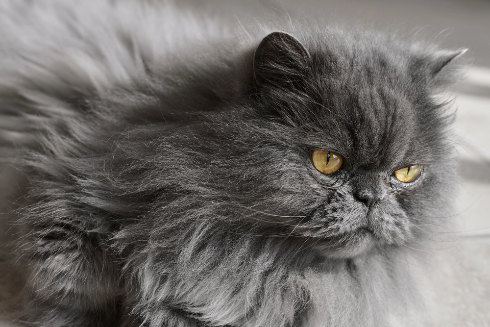 Depositphotos