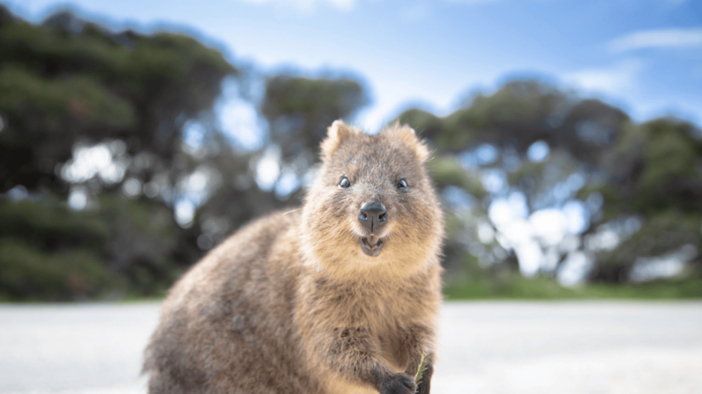 The 7 Rarest Wild Animals on Earth (and 5 You Should Be Careful Around)