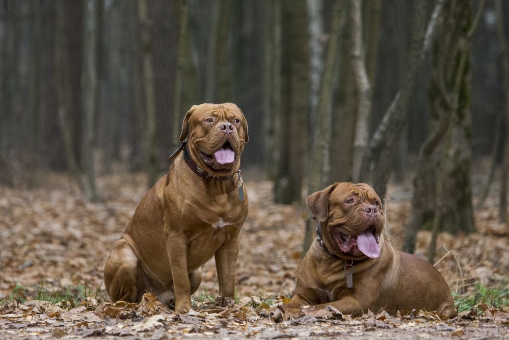 What kind of dog was in “Turner & Hooch”?