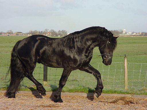 B0rder, CC BY-SA 3.0 via Wikimedia Commons