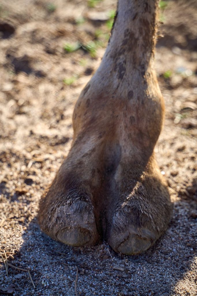 Quand votre animal réclame à table : la nourriture humaine n’est pas toujours adaptée aux animaux