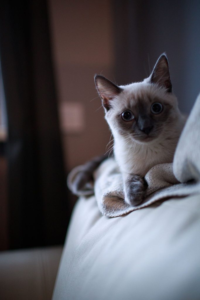 Top 5 Cat Breeds for First-Time Owners