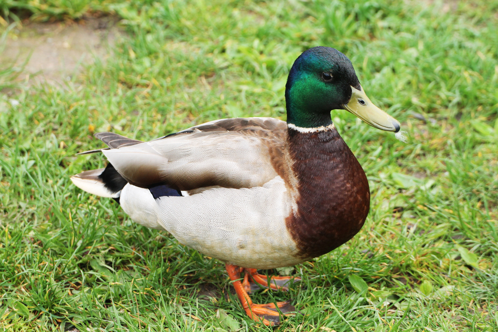 Depositphotos