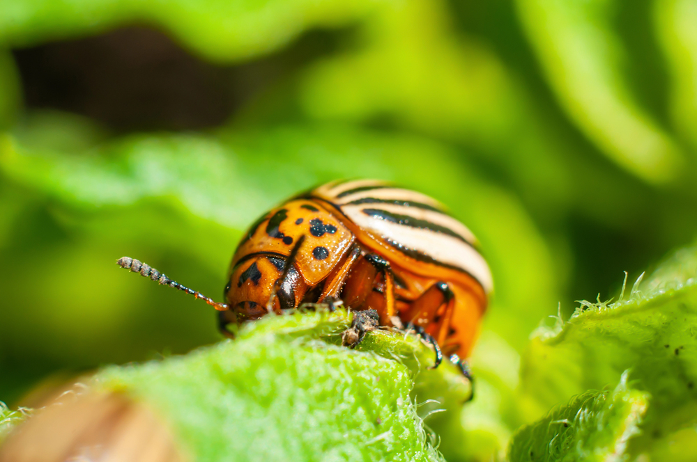 Depositphotos