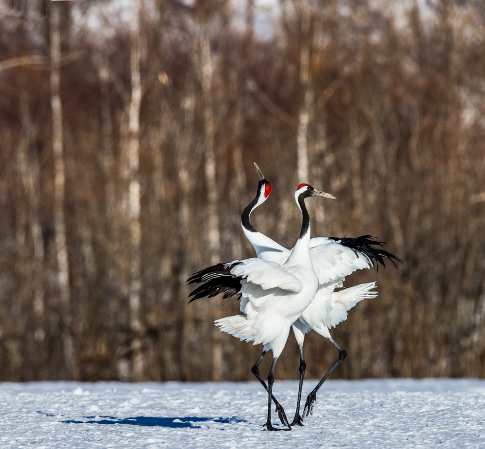 Depositphotos