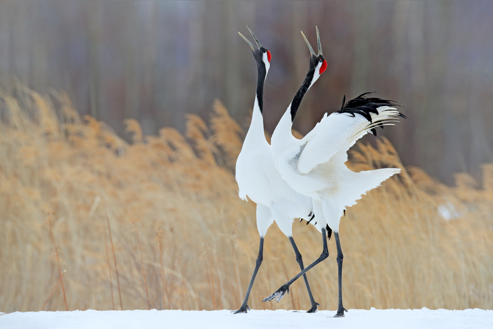 Depositphotos