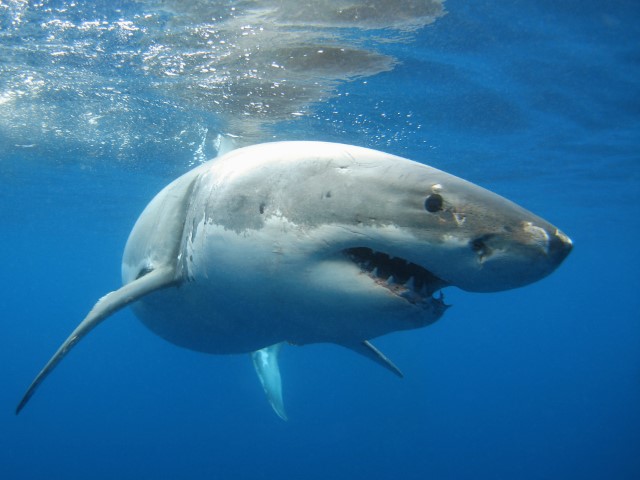 Depositphotos