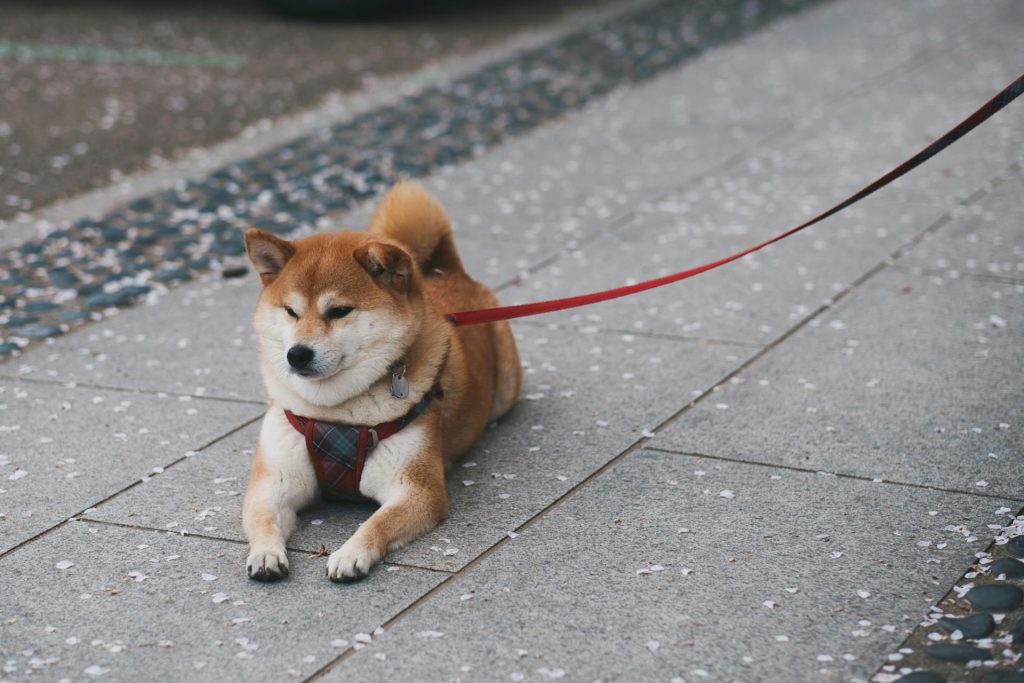 pexels