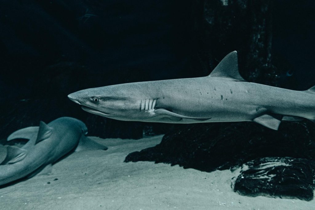 Pexels