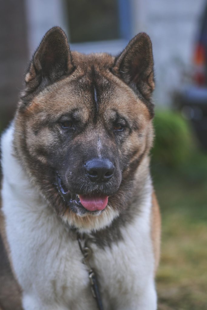 Pexels